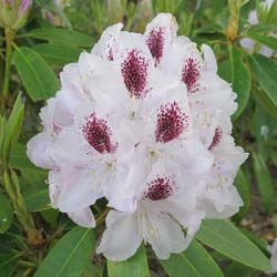 Rhododendron white, Calsap